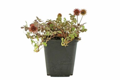 Fin tornnød Acaena microphylla 'Kupferteppich' 5-10 potte P9 Acaena microphylla 'Kupferteppich'