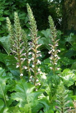 Blød akantus Acanthus mollis 5-10 potte P9 Acanthus mollis
