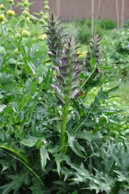 Tornet akantus Acanthus spinosus 5-10 potte P9 Acanthus spinosus