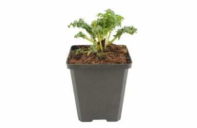Tornet akantus Acanthus spinosus 5-10 potte P9 Acanthus spinosus