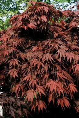 Rød japansk ahorn Acer palmatum 'Atropurpureum' busk 100-125 potte C12