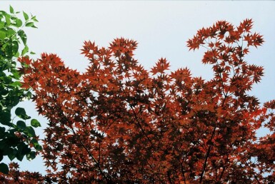 Rød japansk ahorn Acer palmatum 'Atropurpureum' busk 100-125 potte C12