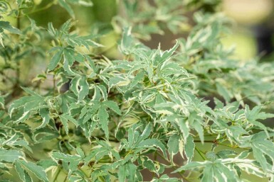 Japansk løn Acer palmatum 'Butterfly' busk 40-50 potte C2