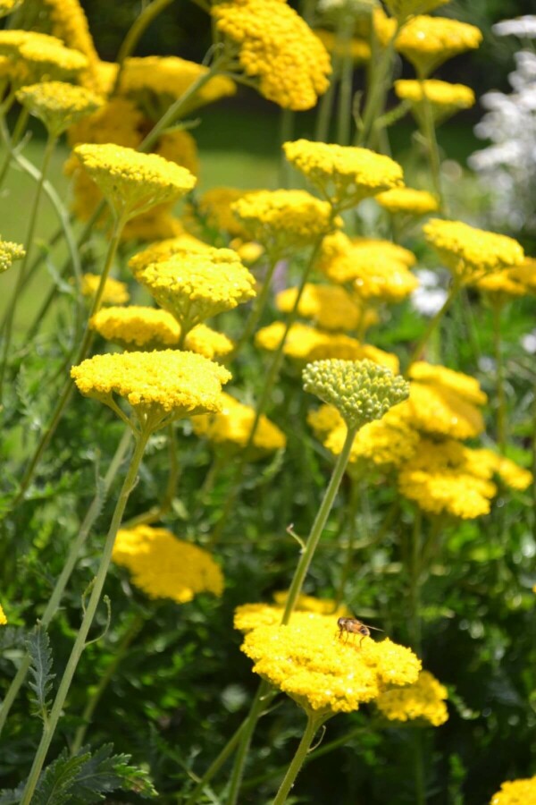 Pragtrøllike Achillea filipendulina 'Cloth of Gold' 10-15 potte C2 Achillea filipendulina 'Cloth of Gold'