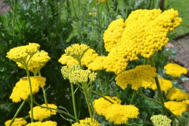Pragtrøllike Achillea filipendulina 'Cloth of Gold' 10-15 potte C2 Achillea filipendulina 'Cloth of Gold'