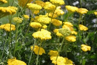 Pragtrøllike Achillea filipendulina 'Cloth of Gold' 10-15 potte C2 Achillea filipendulina 'Cloth of Gold'
