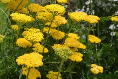 Pragtrøllike Achillea filipendulina 'Cloth of Gold' 5-10 potte P9 Achillea filipendulina 'Cloth of Gold'