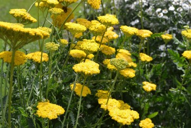 Pragtrøllike Achillea filipendulina 'Cloth of Gold' 5-10 potte P9 Achillea filipendulina 'Cloth of Gold'