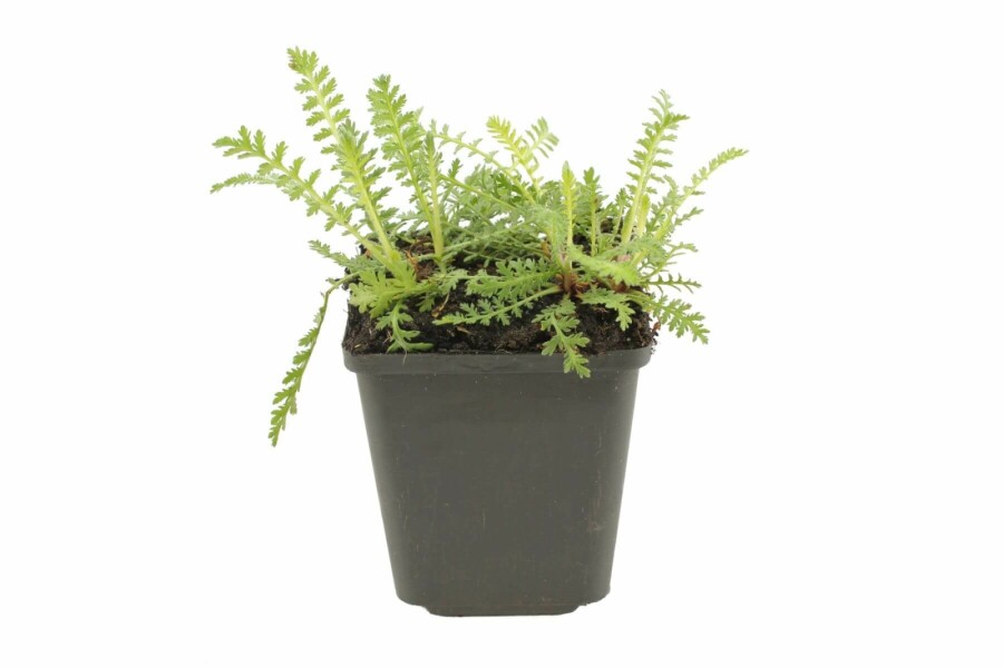 Pragtrøllike Achillea filipendulina 'Cloth of Gold' 5-10 potte P9 Achillea filipendulina 'Cloth of Gold'