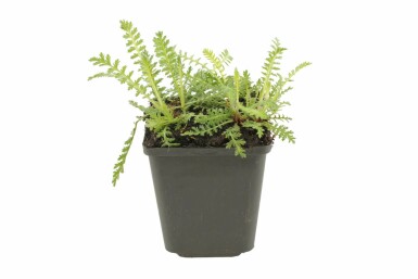 Pragtrøllike Achillea filipendulina 'Cloth of Gold' 5-10 potte P9 Achillea filipendulina 'Cloth of Gold'