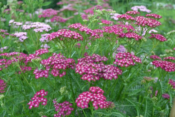 Almindelig røllike Achillea millefolium 'Cerise Queen' 10-15 potte C2 Achillea millefolium 'Cerise Queen'