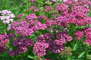 Almindelig røllike Achillea millefolium 'Cerise Queen' 5-10 potte P9