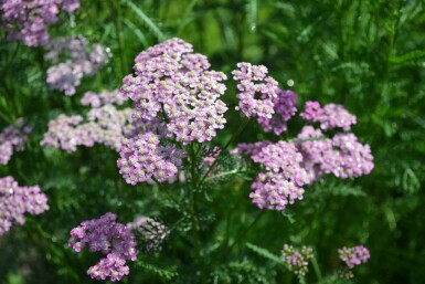Almindelig røllike Achillea millefolium 'Cerise Queen' 5-10 potte P9 Achillea millefolium 'Cerise Queen'