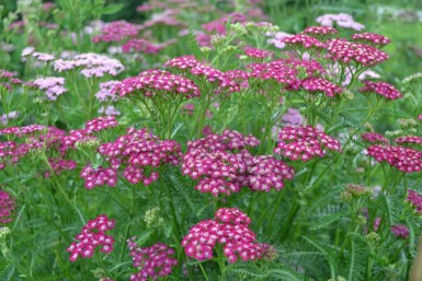 Almindelig røllike Achillea millefolium 'Cerise Queen' 5-10 potte P9