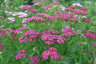 Almindelig røllike Achillea millefolium 'Cerise Queen' 5-10 potte P9 Achillea millefolium 'Cerise Queen'