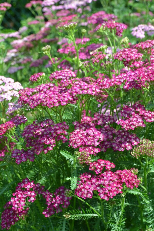 Almindelig røllike Achillea millefolium 'Cerise Queen' 5-10 potte P9 Achillea millefolium 'Cerise Queen'
