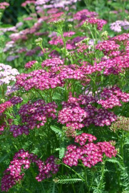 Almindelig røllike Achillea millefolium 'Cerise Queen' 5-10 potte P9