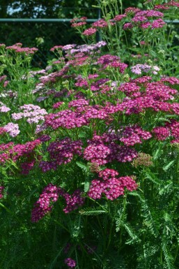 Almindelig røllike Achillea millefolium 'Cerise Queen' 5-10 potte P9