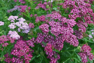 Almindelig røllike Achillea millefolium 'Cerise Queen' 5-10 potte P9