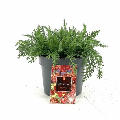 Almindelig røllike Achillea millefolium 'Paprika' 10-15 potte C2 Achillea millefolium 'Paprika'