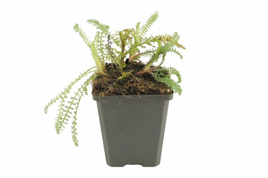 Almindelig røllike Achillea millefolium 'Red Velvet' 5-10 potte P9 Achillea millefolium 'Red Velvet'