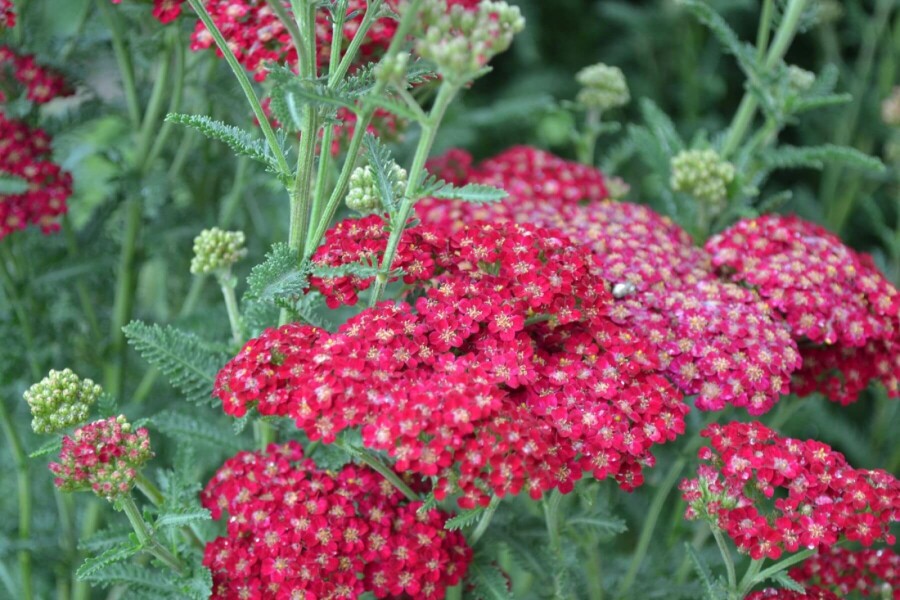 Almindelig røllike Achillea millefolium 'Red Velvet' 5-10 potte P9 Achillea millefolium 'Red Velvet'