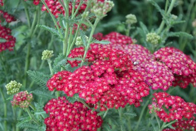 Almindelig røllike Achillea millefolium 'Red Velvet' 5-10 potte P9 Achillea millefolium 'Red Velvet'