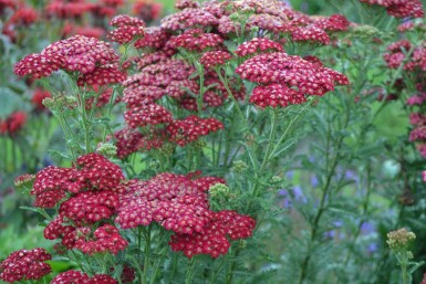 Almindelig røllike Achillea millefolium 'Red Velvet' 5-10 potte P9 Achillea millefolium 'Red Velvet'