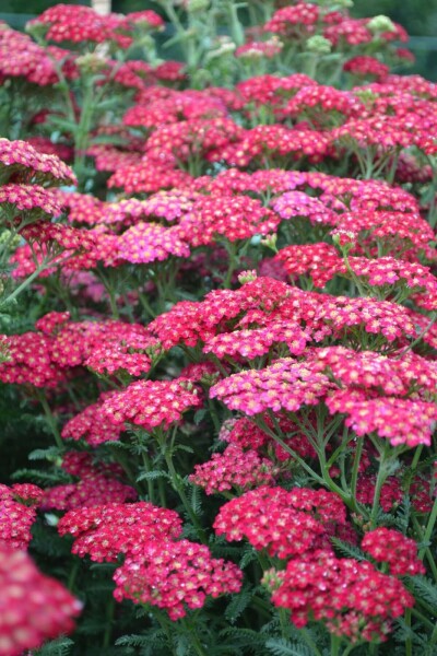 Almindelig røllike Achillea millefolium 'Red Velvet' 5-10 potte P9 Achillea millefolium 'Red Velvet'