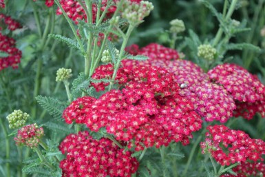 Almindelig røllike Achillea millefolium 'Red Velvet' 5-10 potte P9 Achillea millefolium 'Red Velvet'