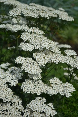 Almindelig røllike Achillea millefolium 'Schneetaler' 5-10 potte P9 Achillea millefolium 'Schneetaler'
