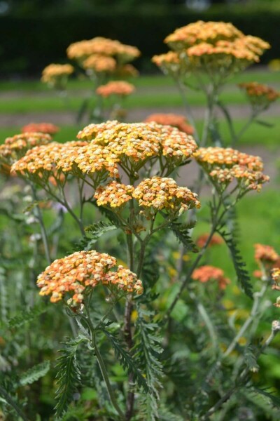 Almindelig røllike Achillea millefolium 'Terracotta' 10-15 potte C2 Achillea millefolium 'Terracotta'