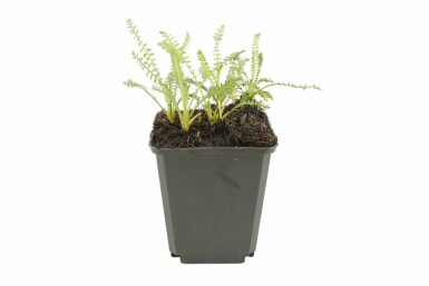 Almindelig røllike Achillea millefolium 'Terracotta' 5-10 potte P9