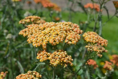 Almindelig røllike Achillea millefolium 'Terracotta' 5-10 potte P9 Achillea millefolium 'Terracotta'
