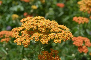 Almindelig røllike Achillea millefolium 'Terracotta' 5-10 potte P9 Achillea millefolium 'Terracotta'