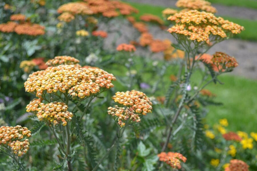 Almindelig røllike Achillea millefolium 'Terracotta' 5-10 potte P9 Achillea millefolium 'Terracotta'
