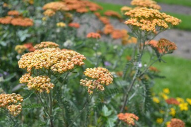 Almindelig røllike Achillea millefolium 'Terracotta' 5-10 potte P9 Achillea millefolium 'Terracotta'