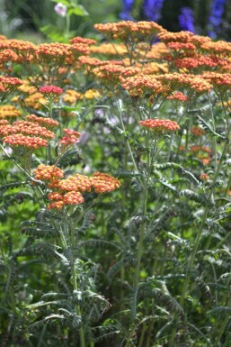 Almindelig røllike Achillea millefolium 'Walther Funcke' 5-10 potte P9 Achillea millefolium 'Walther Funcke'
