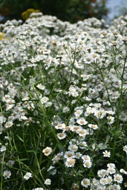 Nyserøllike Achillea ptarmica 'The Pearl' 5-10 potte P9 Achillea ptarmica 'The Pearl'