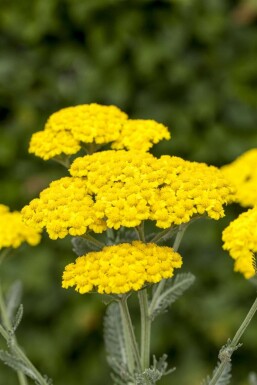Filtet røllike Achillea tomentosa 5-10 potte P9 Achillea tomentosa