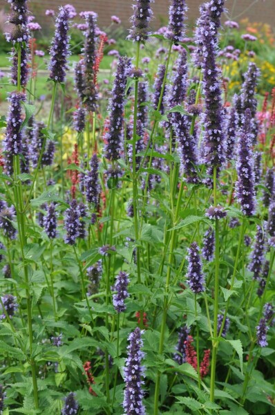 Indianermynte Agastache 'Black Adder' 5-10 potte P9 Agastache 'Black Adder'