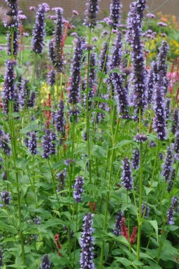 Indianermynte Agastache 'Black Adder' 5-10 potte P9 Agastache 'Black Adder'
