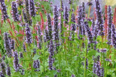 Indianermynte Agastache 'Black Adder' 5-10 potte P9