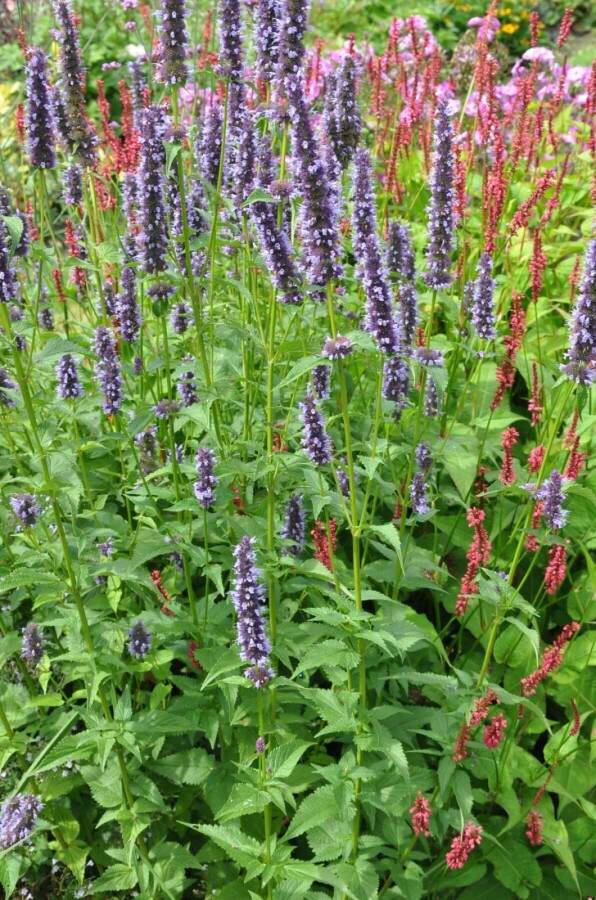 Indianermynte Agastache 'Black Adder' 5-10 potte P9 Agastache 'Black Adder'