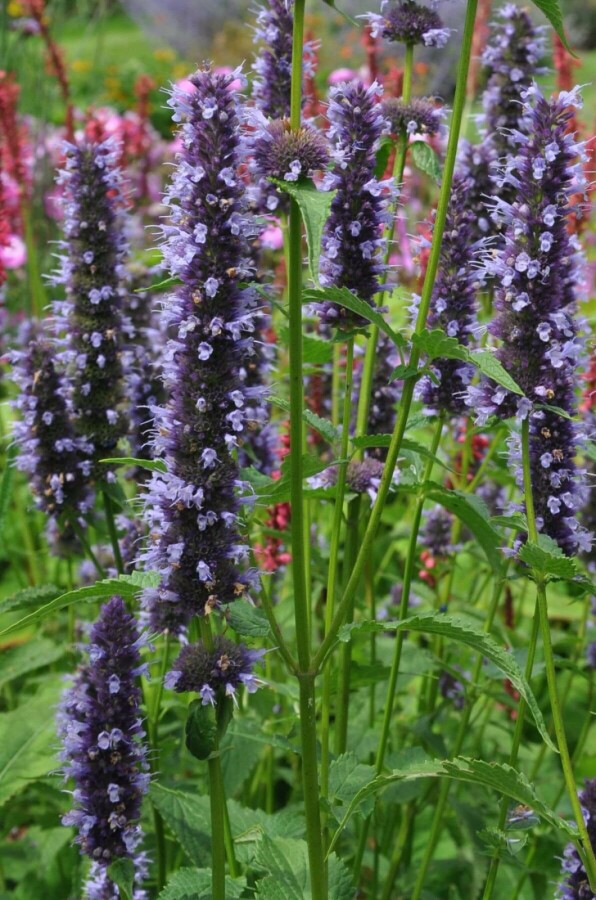 Indianermynte Agastache 'Black Adder' 5-10 potte P9 Agastache 'Black Adder'