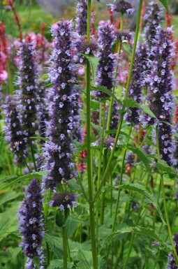 Indianermynte Agastache 'Black Adder' 5-10 potte P9