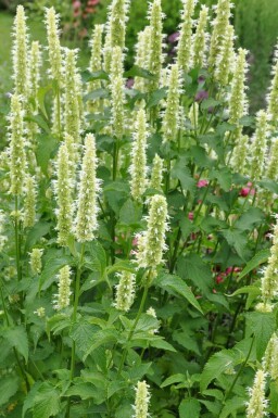 Koreansk anisisop Agastache rugosa 'Alabaster' 5-10 potte P9 Agastache rugosa 'Alabaster'