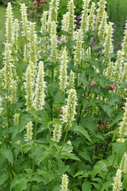 Koreansk anisisop Agastache rugosa 'Alabaster' 5-10 potte P9