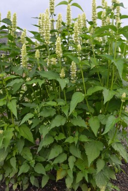 Koreansk anisisop Agastache rugosa 'Alabaster' 5-10 potte P9 Agastache rugosa 'Alabaster'