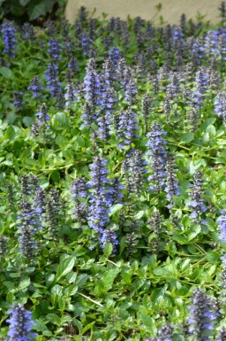Krybende læbeløs Ajuga reptans 5-10 potte P9 Ajuga reptans